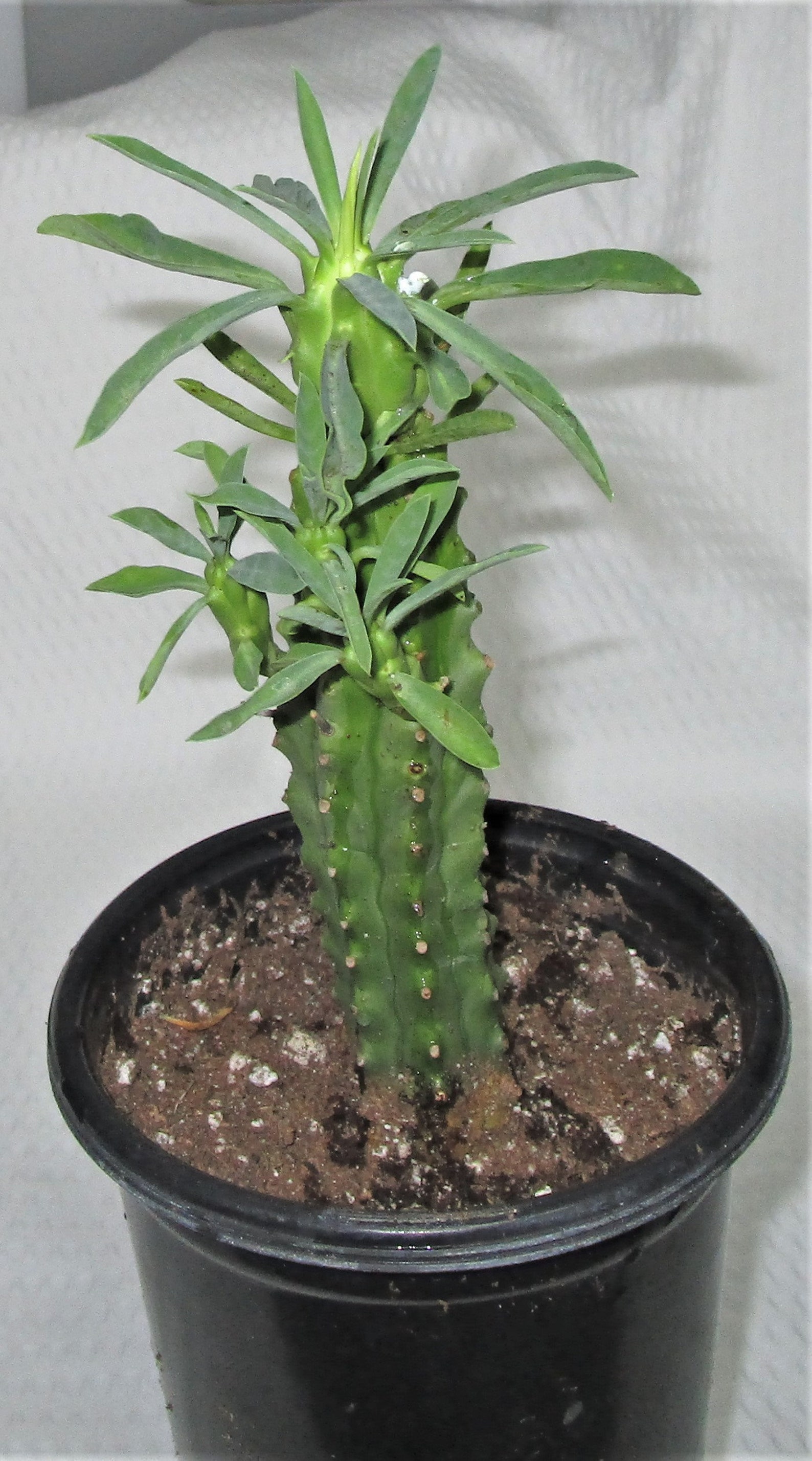 Euphorbia loricata African Palm Tree Etsy
