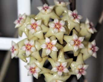 Hoya Khao Yai sp 22  -  Deep Dark, Green, Large Leaves  4.5" pot size. Some splash