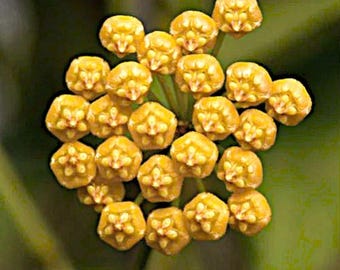Hoya Bentotiana - Newly rooted starter plant -3.5" pot size