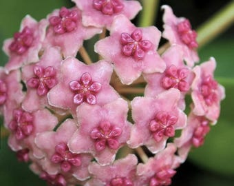 Hoya DIVERSIFOLIA ssp CRASSIPES - 3.5" pot size, newly rooted  #Bla