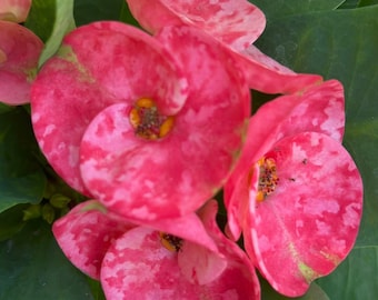 Crown of Thorns - Euphorbia Milii - Large Leaf - Peachy Pink Blossoms  6" tall #Bl