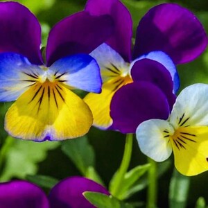 May include: Close-up of vibrant pansy flowers. The petals display a mix of colors, including deep purple, bright yellow, blue, and white. The flowers have a delicate, layered appearance with intricate patterns and textures. Green leaves provide a natural backdrop.