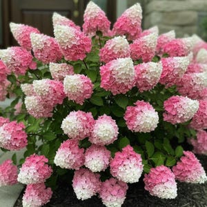 Puede incluir: Un exuberante arbusto de hortensias con grandes racimos de flores en forma de cono. Las flores pasan de un rosa vibrante a un blanco suave, creando un llamativo efecto de dos tonos. La planta tiene follaje verde oscuro.
