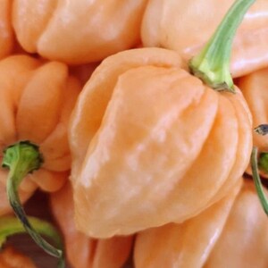 May include: Close-up of several peach-coloured habanero peppers. The peppers have a wrinkled texture and a green stem. The image is well-lit, highlighting the vibrant colour and shape of the peppers.