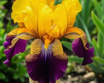 Íris barbada – Amarela e roxa, 50 sementes