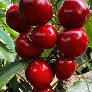 Może przedstawiać: Zbliżenie kiści dojrzałych, ciemnoczerwonych wiśni na gałęzi z zielonymi liśćmi. Wiśnie są błyszczące i wyglądają na soczyste. Obraz ukazuje naturalne piękno świeżych owoców.