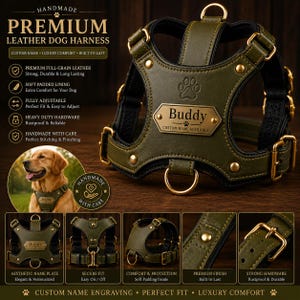May include: An olive green leather dog harness featuring a gold-toned metal nameplate engraved with the name Buddy, a paw print emblem, gold-colored metal buckles, D-rings, and rivets, along with a soft black padded interior lining.