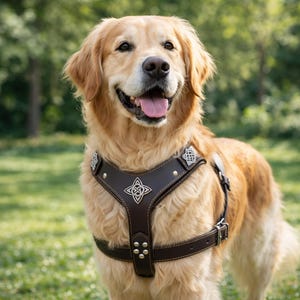 Puede incluir: Un perro Golden Retriever con un arnés de cuero marrón con detalles decorativos plateados. El arnés presenta un diseño de nudo celta y se asegura con hebillas y remaches. El perro está al aire libre en una zona de césped.