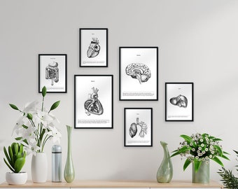 Set Of 6 Anatomy Prints. Bones, Muscles And Organs In Black And White. Detailed Medicine And Biology Illustrations. Choose your set.