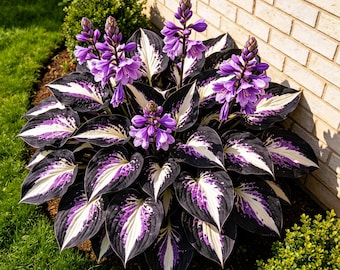 300+ Hosta Bulbs Mix, Shade Perennial