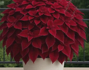 Más de 220 bulbos de hosta roja, planta perenne de sombra.