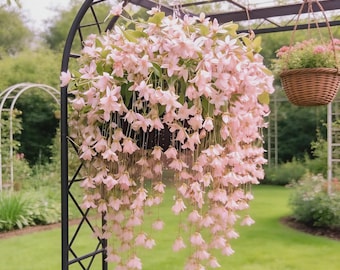 Bulbos de jazmín llorón, planta trepadora fragante
