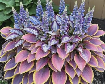 200 bulbos de hosta rosa púrpura, planta perenne de sombra.