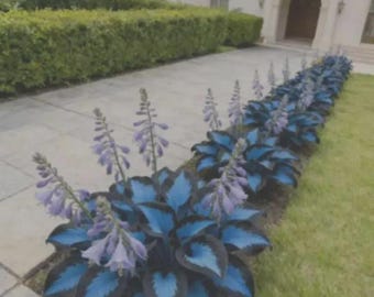 200 bulbos de hosta azul medianoche, planta perenne de sombra.