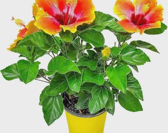 Pianta di ibisco Fiesta, arbusto tropicale fiorito