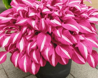 Más de 300 bulbos de hosta, planta perenne de sombra.