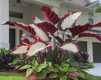 Bulbi di Hosta Orecchio d'elefante rossi e bianchi, ombra