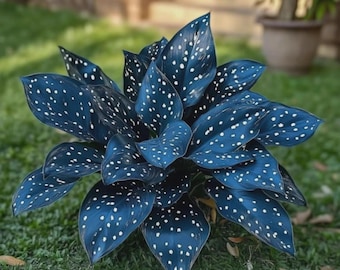 200 Blue Starry Night Hosta Bulbs, Shade Plant