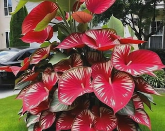 300 cebul funkii, bylina do cienia