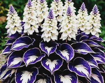 200 Hosta Bulbs White Purple, Shade Perennial