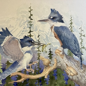 BELTED KINGFISHER  14&quot; X 10&quot;  original watercolor WO-69