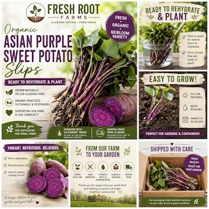 May include: Image of organic Asian purple sweet potato slips, ready to rehydrate and plant. The image shows the slips, cut sweet potatoes, and text about growing and harvesting. The product is grown in Alabama and shipped fresh.