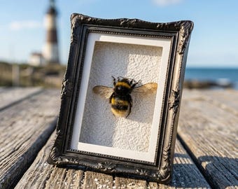 Authentic Bumblebee Specimen Decor | Framed Insect Display or Magnet | Nature Inspired Art | Collector Gift Idea