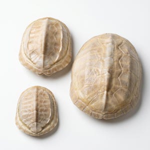 May include: Three beige turtle shells of varying sizes are arranged on a white background. The shells have a textured surface with visible patterns and ridges. The largest shell is oval-shaped, while the others are smaller and more rounded.