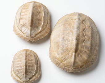 Caparazón de tortuga natural | Ejemplar de hueso real de 8,9 a 14 cm | Caparazón blanco de primera calidad | Decoración de curiosidades | Colección Naturaleza