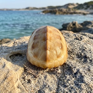 Könnte beinhalten: Ein hellbrauner Schildkrötenpanzer mit strukturierter Oberfläche, der auf einem hellen Felsen ruht. Die Schale ist in symmetrische Abschnitte unterteilt. Der Hintergrund zeigt einen blauen Ozean und eine sandige Küstenlinie.