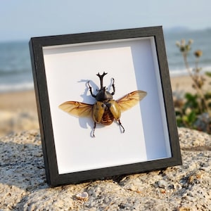 May include: A framed insect specimen, featuring a large beetle with open wings. The beetle is tan and brown, with delicate, translucent wings. The black frame has a white mount, and the background is a beach scene.