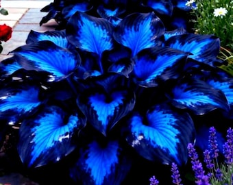 100 Midnight Blue Hosta Seeds – Perennial Elegance for Shaded Gardens