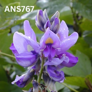May include: Close-up of a cluster of purple flowers with yellow centers and water droplets. The petals are a vibrant purple hue, with some areas of lighter shades. The text "ANS767" is in the upper left corner.