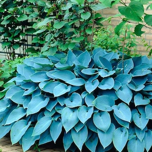 Peut inclure: Une grande plante hosta dense aux larges feuilles en forme de cœur d'une teinte bleu-vert distincte. Le feuillage est disposé en un motif en couches et en monticule, mettant en valeur des nervures parallèles et des surfaces mates et lisses.