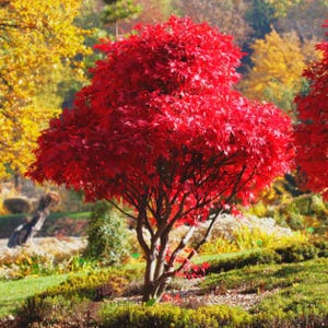 Puede incluir: Un arce japonés con hojas rojas vibrantes en un jardín. El follaje del árbol es de un carmesí intenso, contrastando con la hierba verde y otros árboles. El tronco y las ramas son visibles, mostrando su estructura.