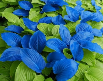 100 graines d'hosta bleu nuit – une élégance vivace pour les jardins ombragés
