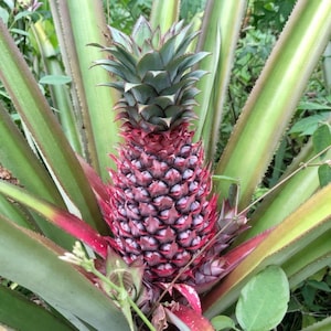 Puede incluir: Una piña roja vibrante que crece en una planta con hojas largas, puntiagudas y de color verde claro. La fruta presenta un exterior texturizado con patrón de diamantes y está rematada con una corona de hojas verde oscuro, afiladas y puntiagudas.