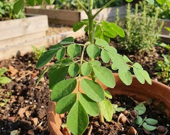 100st Moringa Oleifera Boomzaden Thuis Buiten Tuin Planten