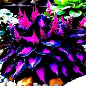 Puede incluir: Primer plano de una planta vibrante con hojas de color azul-púrpura oscuro y espigas florales de color rosa brillante. Las hojas tienen acentos rosas y azules, creando un contraste llamativo. La planta se encuentra sobre un fondo de follaje verde.