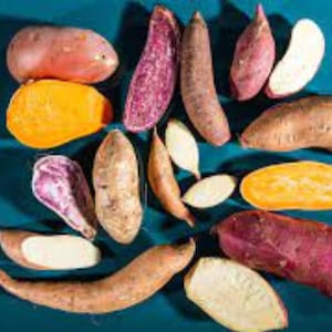 Puede incluir: Una variedad de batatas y ñames de varios colores y formas, incluyendo naranja, morado y marrón. Algunas están enteras, mientras que otras están cortadas para revelar la pulpa. La imagen está sobre un fondo turquesa.