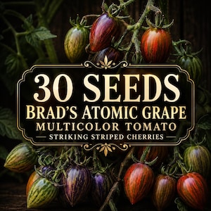 May include: A cluster of Brad's Atomic Grape tomatoes featuring elongated, striped skins in shades of red, purple, and green. A black label with gold text reads 30 SEEDS, BRAD'S ATOMIC GRAPE, MULTICOLOR TOMATO, STRIKING STRIPED CHERRIES.