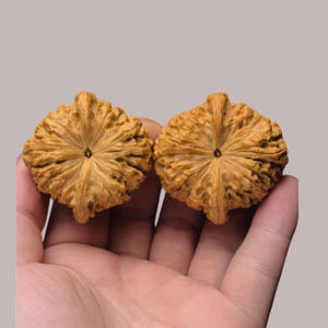 May include: Two intricately carved, light brown walnuts, held in a hand. The walnuts have a starburst pattern with detailed ridges radiating from a central point. The background is a solid, neutral gray.