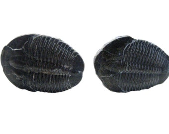 Trilobite Fossil Cufflinks