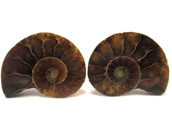 Ammonite Fossil Cufflinks