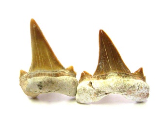 Shark Tooth Cufflinks
