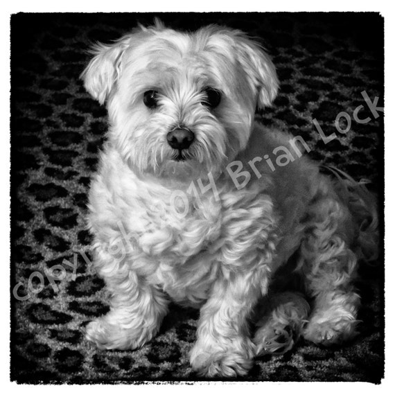 black and white maltese