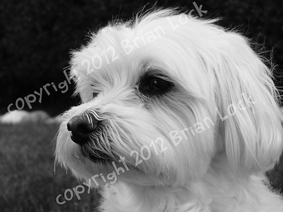 black white maltese