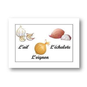 K&ouml;nnte beinhalten: Illustration von drei verschiedenen Zwiebelarten: Knoblauch, Schalotte und Zwiebel. Der Text unter jeder Zwiebel lautet "L'ail", "L'&eacute;chalote" und "L'oignon".