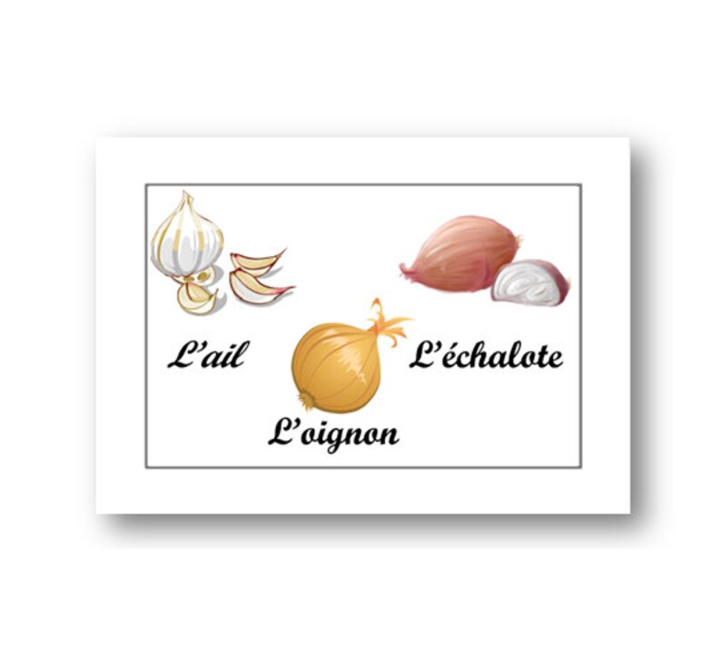 K&ouml;nnte beinhalten: Illustration von drei verschiedenen Zwiebelarten: Knoblauch, Schalotte und Zwiebel. Der Text unter jeder Zwiebel lautet "L'ail", "L'&eacute;chalote" und "L'oignon".
