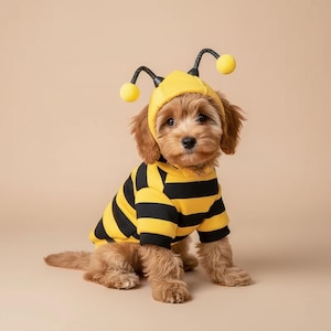 May include: A small, light brown puppy wearing a yellow and black striped hooded jumper. The hood features two black antennae with yellow pom-poms at the ends. The jumper has long sleeves and a hood that covers the top of the puppy's head.